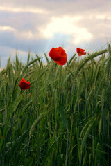 Weizenfeld mit r roten Mohnblumen in der Dämmerung bei Heidenburg im Landkreis Bernkastel-Wittlich, am  Wanderweg Saar-Hunsrück Traumschleife  Arten-Reich. 