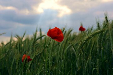 Weizenfeld mit r roten Mohnblumen in der Dämmerung bei Heidenburg im Landkreis Bernkastel-Wittlich, am  Wanderweg Saar-Hunsrück Traumschleife  Arten-Reich. 