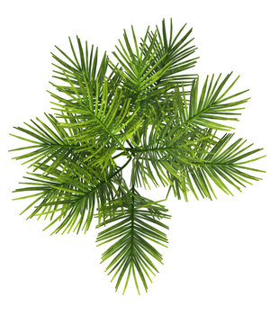 Albero di palma con e senza foglie bianche, arancioni, verdi, gialle, rosse fondo trasparente e isolato inverno con e senza neve o foglie
