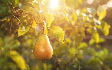 A fresh pear hanging from a tree in a sunny garden. Ripe Juicy Pear Hangs On A Branch Of Tree. Closeup of pear hanging on pear tree.