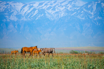 Horse and newborn foal on the background of mountains, a herd of horses graze in a meadow in summer and spring, the concept of cattle breeding, with place for text.