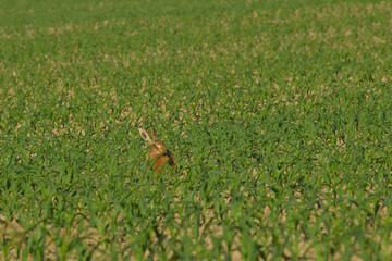 Feldhase, Lepus europaeus