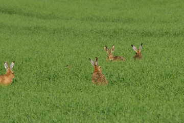 Feldhase, Lepus europaeus