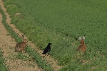  Aaskrähe, Corvus corone, Feldhase, Lepus europaeus