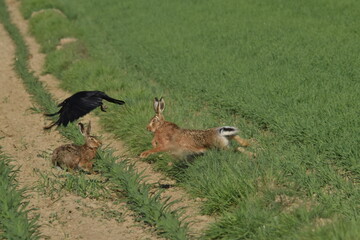  Aaskrähe, Corvus corone, Feldhase, Lepus europaeus