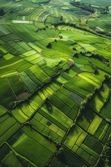 Agro culture, green fields, nature, view from above