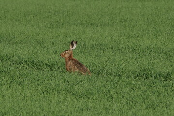 Feldhase, Lepus europaeus