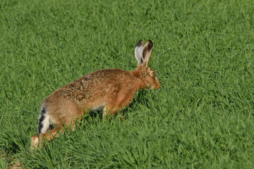 Feldhase, Lepus europaeus