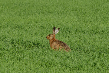 Feldhase, Lepus europaeus