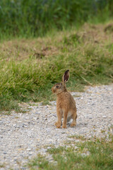 Feldhase, Lepus europaeus