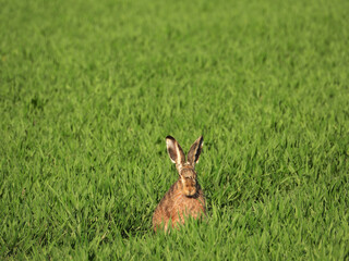 Feldhase, Lepus europaeus