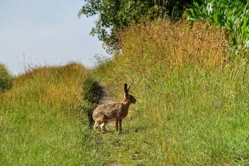 Feldhase, Lepus europaeus