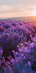 Naklejka premium Lavender Field At Sunset With Mountain Views