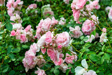 Beautiful English blooming rose garden