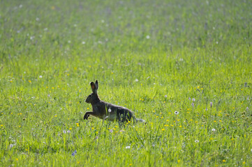 Feldhase, Lepus europaeus