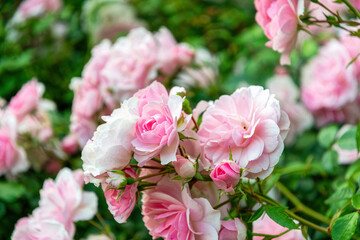 Beautiful English blooming rose garden