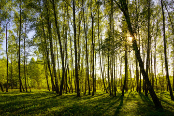 Naklejka premium Sunset or sunrise in a spring birch forest with bright young foliage glowing in the rays of the sun and shadows.