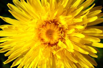 Yellow dandelion close-up. Natural background.