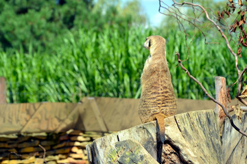 Meerkat family member (Suricata suricatta) on guard. Suricate - small carnivoran guarding the flock