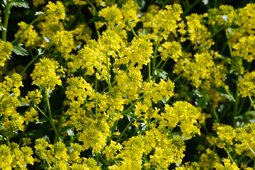 Barbarakraut, Gewöhnliches Echtes, Barbarea vulgaris