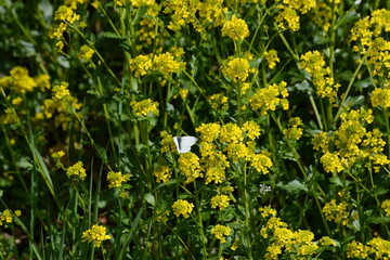 Obraz premium Barbarakraut, Gewöhnliches Echtes, Barbarea vulgaris