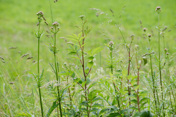 Baldrian, Echter Arznei, Valeriana officinalis