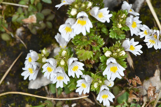 Gemeine Augentrost, Gro&szlig;e Augentrost, Euphrasia spp. Euphrasia officinalis