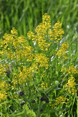 Obraz premium Barbarakraut, Gewöhnliches Echtes, Barbarea vulgaris