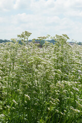 Baldrian, Echter Arznei, Valeriana officinalis, Feldanbau