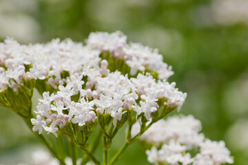 Baldrian, Echter Arznei, Valeriana officinalis, Feldanbau