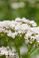 Baldrian, Echter Arznei, Valeriana officinalis, Feldanbau