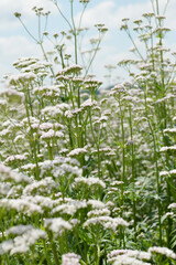 Baldrian, Echter Arznei, Valeriana officinalis, Feldanbau