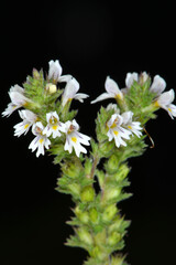 Gemeine Augentrost, Euphrasia spp., Große Augentrost,  Euphrasia officinalis