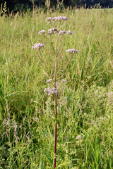 Baldrian, Echter Arznei, Valeriana officinalis,  blühende  Pflanzen,  Einzelpflanzen,  an...