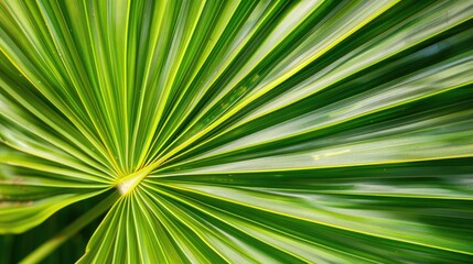 Close-up of a single tropical palm leaf with intricate vein details