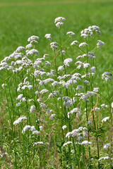 Baldrian, Echter Arznei, Valeriana officinalis,  blühende  Pflanzen,  Einzelpflanzen,  an...