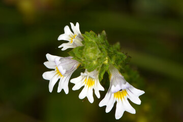 Gemeine Augentrost, Große Augentrost,  Euphrasia spp., Euphrasia officinalis