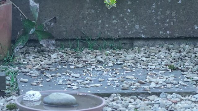 a wood mouse (long tailed field, Apodemus sylvaticus) feeding in a garden patio area