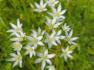 Blühender  Dolden-Milchstern, Ornithogalum umbellatum
