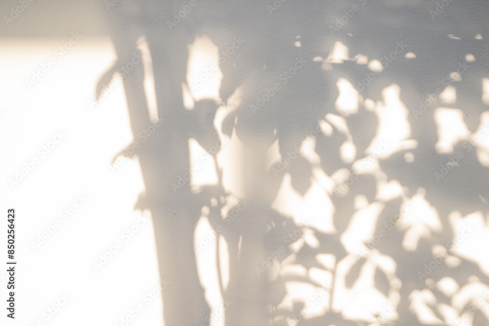 Canvas Prints nature and landscape concept with shadow of tree on white background during sunset