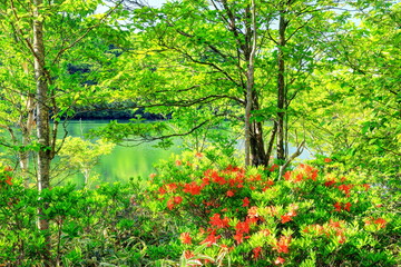 レンゲツツジ咲く新緑の赤城小沼