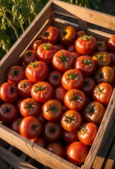 organic fresh tomatoes picked from the field in a wooden crate