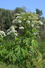 Bärenklau,  Riesenbärenklau,  Herkulesstaude,  Heracleum mantegazzianum