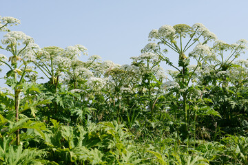 Bärenklau,  Riesenbärenklau,  Herkulesstaude,  Heracleum mantegazzianum