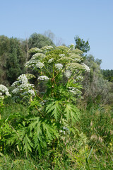 B&auml;renklau,  Riesenb&auml;renklau,  Herkulesstaude,  Heracleum mantegazzianum