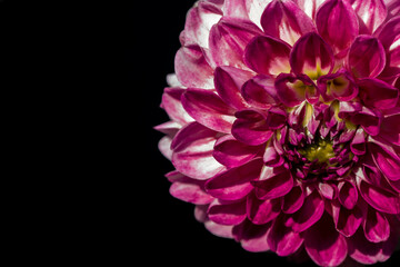 Close up light purple flower of dahlia in full bloom on black background.Isolated.