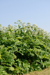 Bärenklau,  Riesenbärenklau,  Herkulesstaude,  Heracleum mantegazzianum