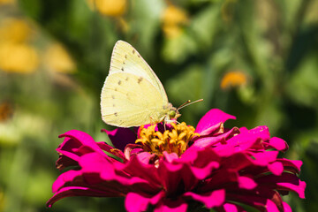 Close up yellow butterfly sucking nectar from pink flower