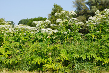 Bärenklau,  Riesenbärenklau,  Herkulesstaude,  Heracleum mantegazzianum