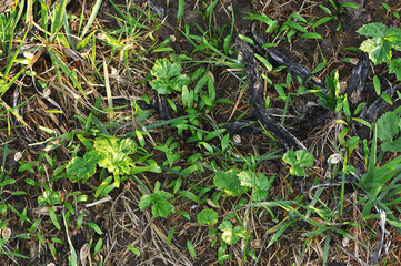 Bärenklau,  Riesenbärenklau,  Herkulesstaude,  Heracleum mantegazzianum